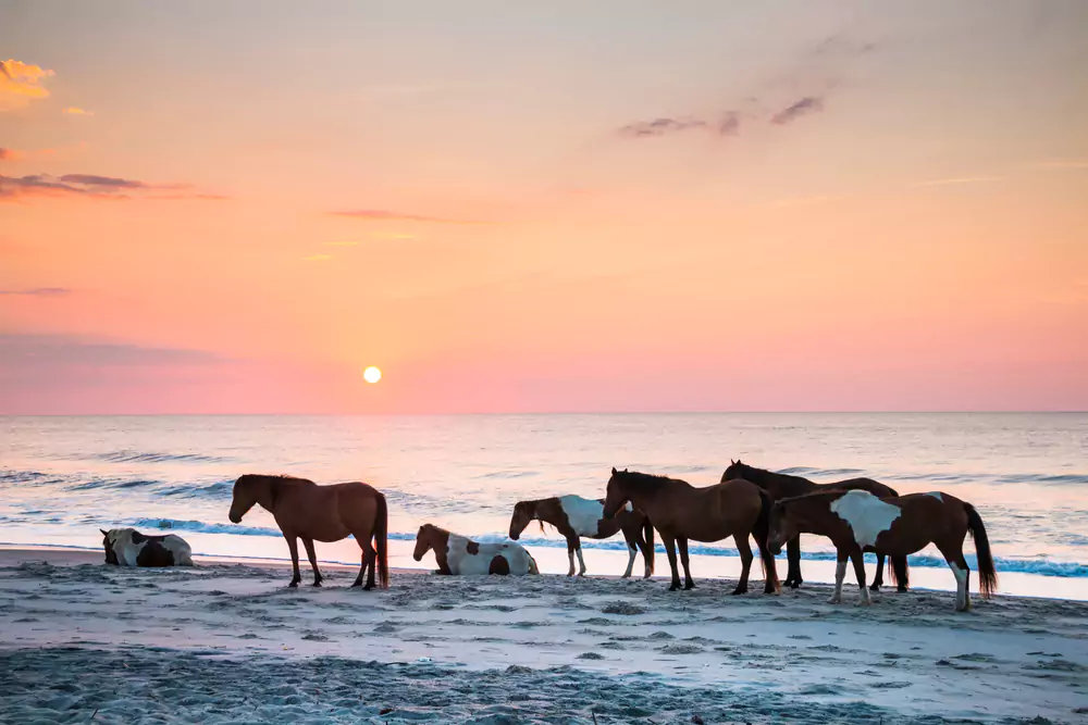 Assateague Beach, Maryland - Hidden Beach Gateways