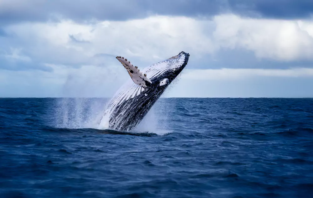 Humpback Whale Miragtion Season  - Top Things to Do in Port Macquarie