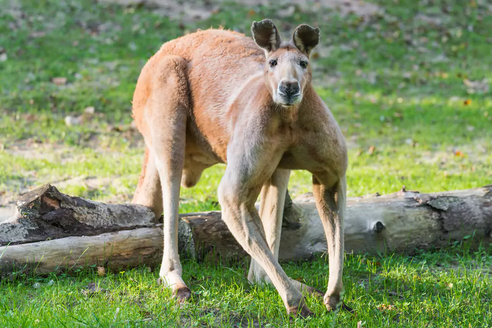 Wildlife Encounter - Top Things to Do in Port Macquarie