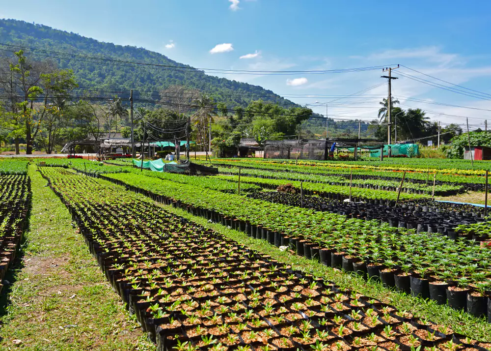 Marigold Fields Experience - Romantic Experiences in Bali