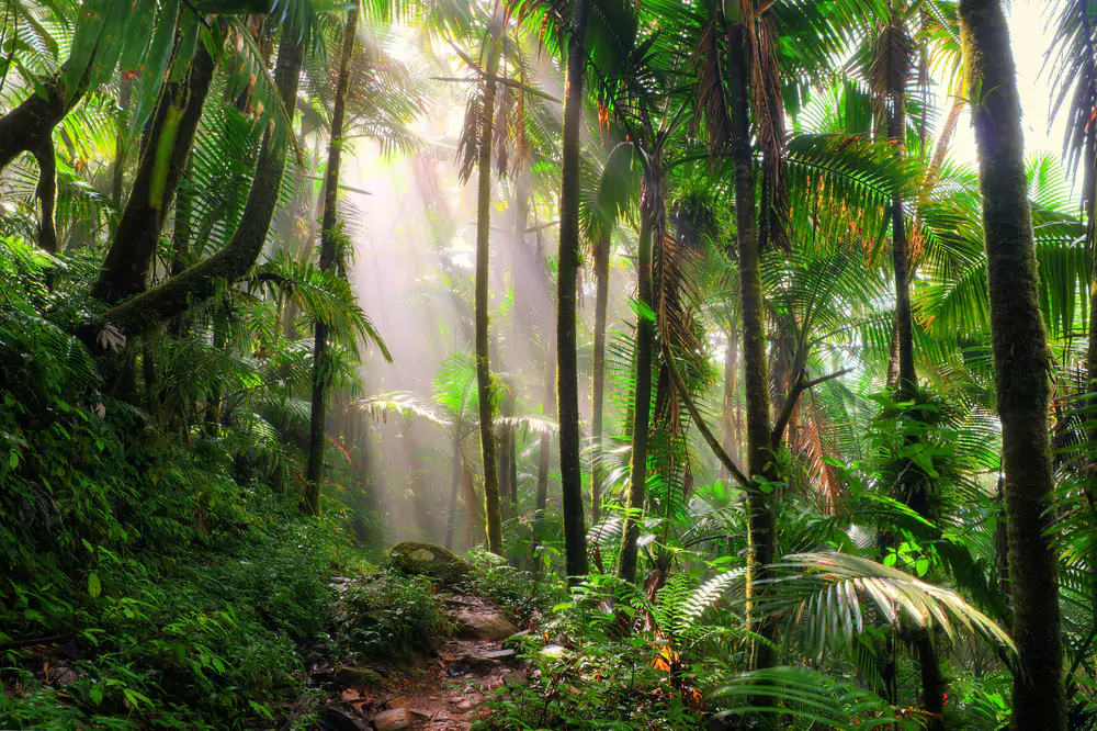 El Yunque Rainforest - Things to Do in San Juan Puerto Rico