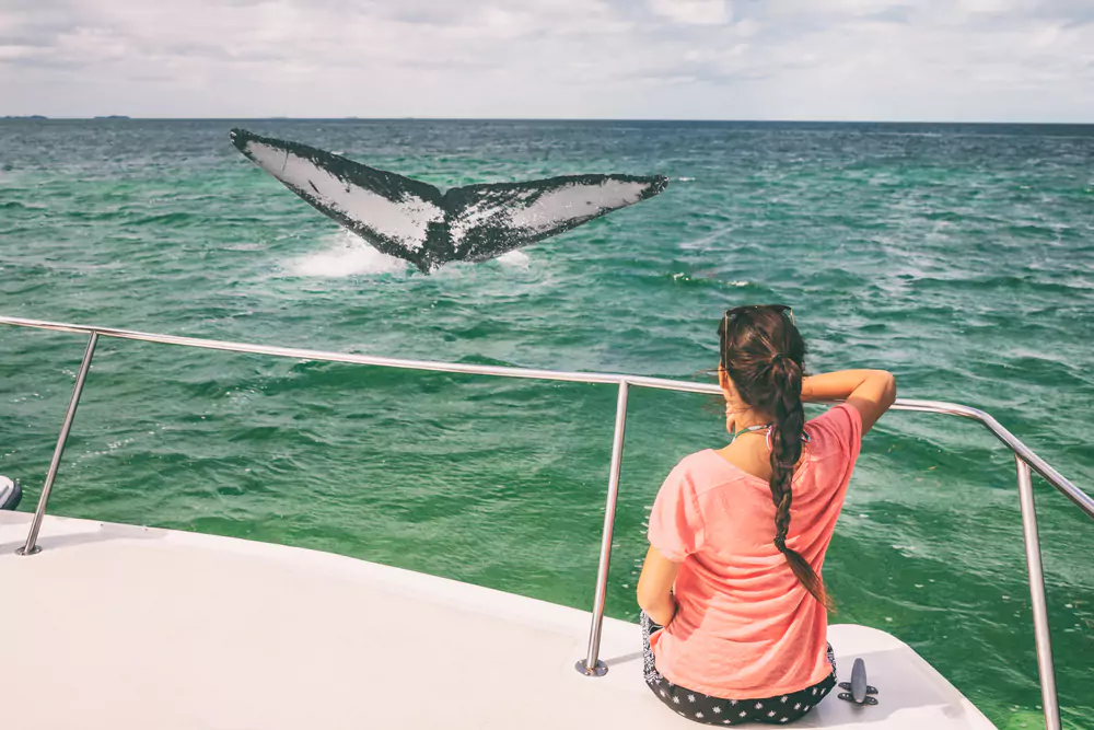 Whale Watching - Top Things to Do in Tahiti